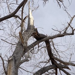 Herman's Tree & Hauling Service - Before