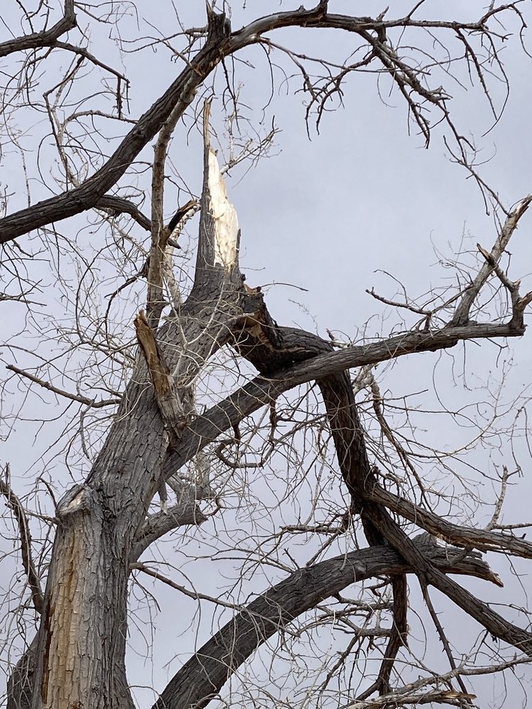 Herman's Tree & Hauling Service - tree service in Albuquerque, NM