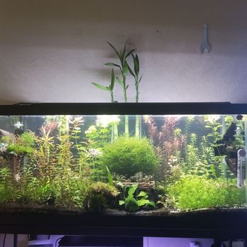 Infinite Aquarium - Got a few of my plants from them - Aquarium Services Near Me - Santa Clara, California Infinite Aquarium - Got a few of my plants from them - Aquarium Services Near Me - Santa Clara, California
