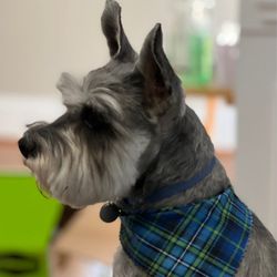 The Soapy Dog - A properly groomed Glitch