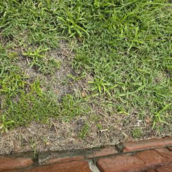 TruGreen Lawn Care - Weeds and crab grass