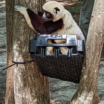 Duke University Lemur Center - Zoos Near Me - Durham, North Carolina