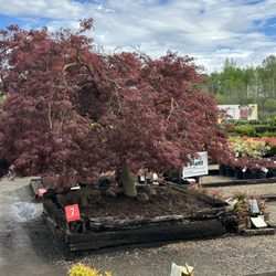Colesville Nursery