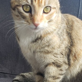 Cat Town - Animal Shelters Near Me - Oakland, California