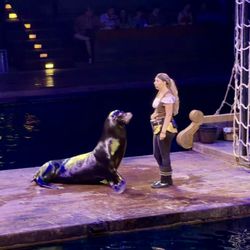 Pirates Voyage Dinner & Show - Live sea lions!