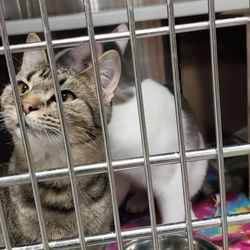Petsense - Tom the cat
