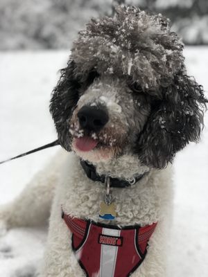 raven rock standard poodles