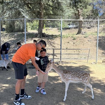 Oak Tree Mountain - Petting zoo where you can feed goats and baby deer. - Amusement Parks Near Me - Oak Glen, California