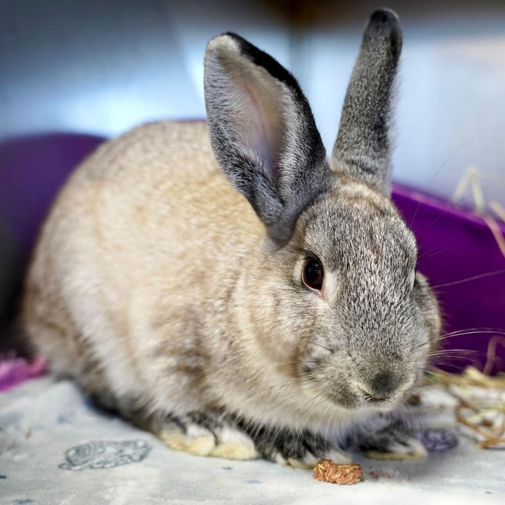 HOUSE RABBIT SOCIETY Updated August 2024 78 Photos & 50 Reviews