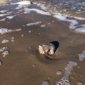 Big Talbot Island State Park - Lots of Jellyfish washing ashore today - Parks Near Me - Jacksonville, Florida Big Talbot Island State Park - Lots of Jellyfish washing ashore today - Parks Near Me - Jacksonville, Florida