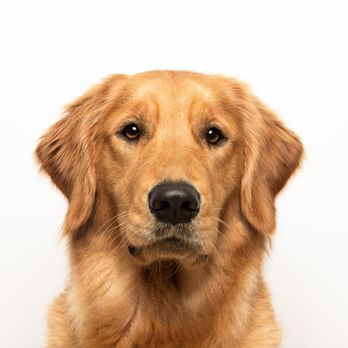 DogExpression - Pet Photography Near Me