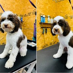Barks & Bubbles Pet Salon