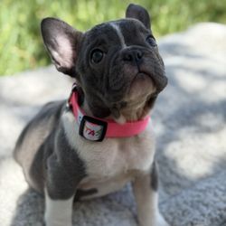Costa’s French Bulldog Breeders