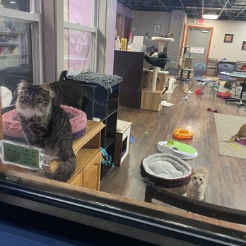 Kzoo Cat Cafe - Themed Cafes Near Me - Kalamazoo, Michigan Kzoo Cat Cafe - Themed Cafes Near Me - Kalamazoo, Michigan