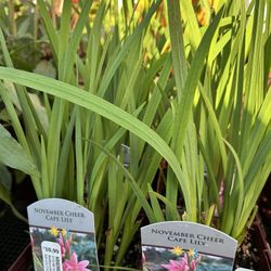 Kraemer's Garden - Cape Lily at Kraemer's garden center