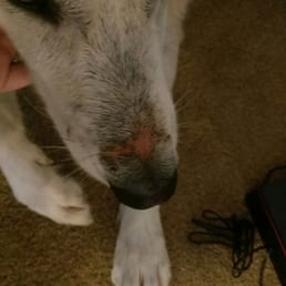 This is what my dog's muzzle looked like after i bathed him and washed the blood away.