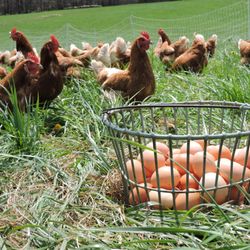 Weathertop Farm