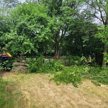 Noe's Lawn & Landscaping - Cluttered with weeds and poison ivy. - Landscaping Near Me - Bolingbrook, Illinois Noe's Lawn & Landscaping - Cluttered with weeds and poison ivy. - Landscaping Near Me - Bolingbrook, Illinois
