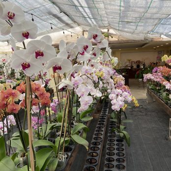 Bay Area Orchids - Love the red center within the white orchid - Nurseries & Gardening Near Me - Half Moon Bay, California