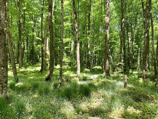 Miners Falls by null