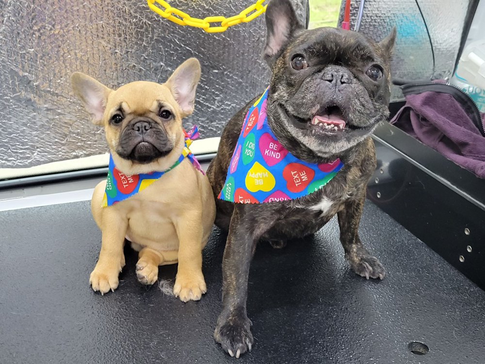 AUSSIE PET MOBILE RIVER OAKS 147 Photos & 75 Reviews Houston, Texas