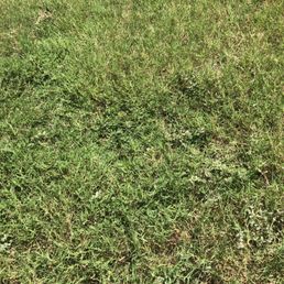 Weeds in front lawn. It may be green but it's not grass.