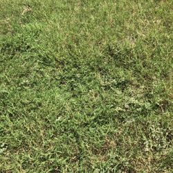 Environmental Turf Management - Weeds in front lawn. It may be green but it's not grass.