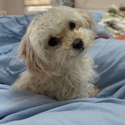 Veterinary Care Services