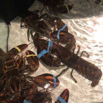 Red Lobster - Live Lobsters - Seafood Near Me - Salem, Oregon Red Lobster - Live Lobsters - Seafood Near Me - Salem, Oregon
