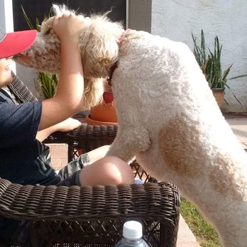 Fancy Pets - Grandson and Gracie saying hello in the Valley of the Sun - Pet Groomers Near Me - Tempe, Arizona Fancy Pets - Grandson and Gracie saying hello in the Valley of the Sun - Pet Groomers Near Me - Tempe, Arizona