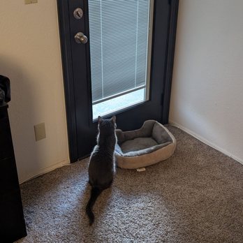 Marvin Design Gallery - Cat enjoying the view through the new patio door that has a window with internal blinds he can't destroy. - Windows Installation Near Me - Scottsdale, Arizona Marvin Design Gallery - Cat enjoying the view through the new patio door that has a window with internal blinds he can't destroy. - Windows Installation Near Me - Scottsdale, Arizona