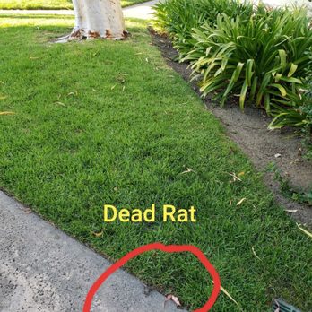 Crown Point Apartments - Dead rat in a common walkway where children play. Never moved or cleaned up. - Apartments Near Me - West Covina, California Crown Point Apartments - Dead rat in a common walkway where children play. Never moved or cleaned up. - Apartments Near Me - West Covina, California