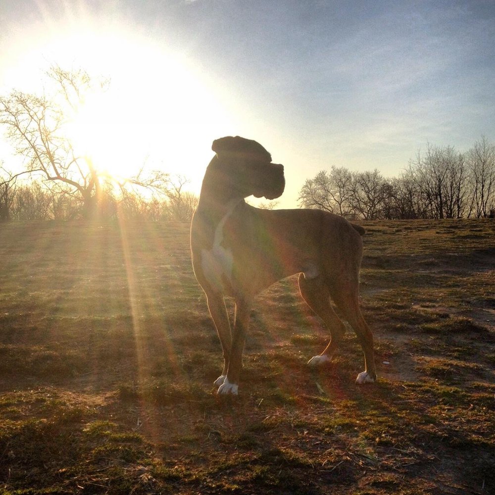 PHILLY FIT DOG 41 Reviews Philadelphia, Pennsylvania Dog Walkers