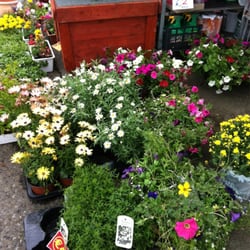 Phibsboro Hardware - Nice plants and flowers