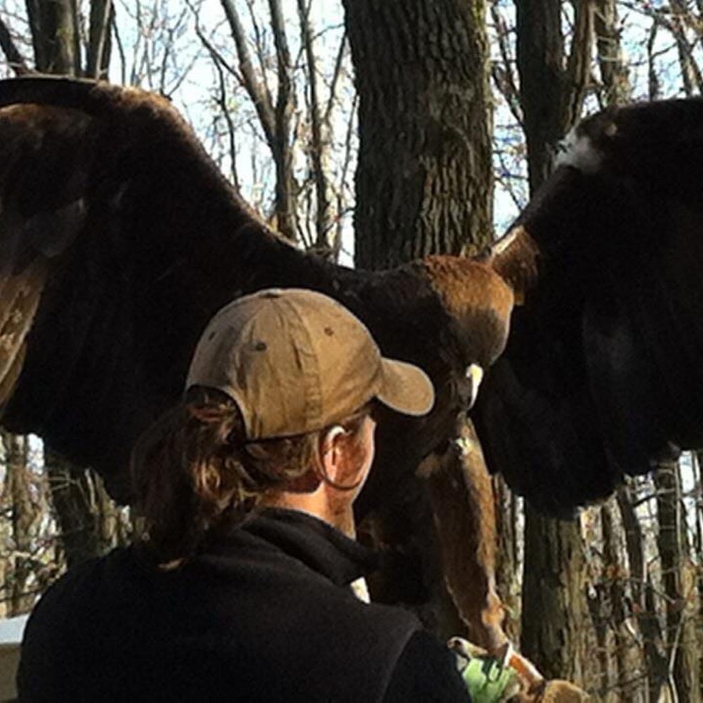 Hawk Mountain - Golden eagle at a talk - Hiking Near Me - Kempton, Pennsylvania Hawk Mountain - Golden eagle at a talk - Hiking Near Me - Kempton, Pennsylvania