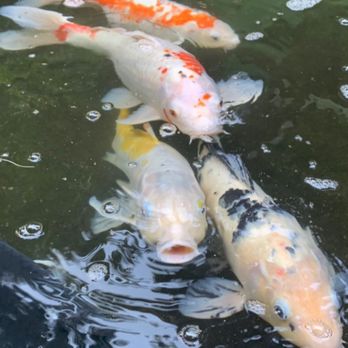 Tokyo Garden - Sushi Bars Near Me - Visalia, California Tokyo Garden - Sushi Bars Near Me - Visalia, California