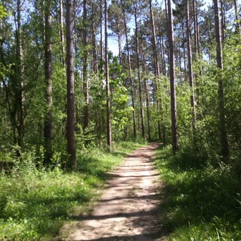 Scuppernong Trail Head - towering pines throughout most of this trail - Hiking Near Me - Dousman, Wisconsin