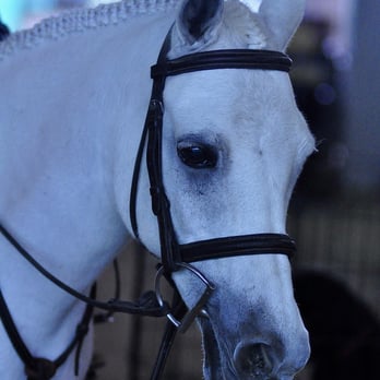 Esoteric Farm - Horse Boarding Near Me - Manor, Texas