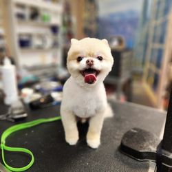 Swagger & Style Pet Grooming