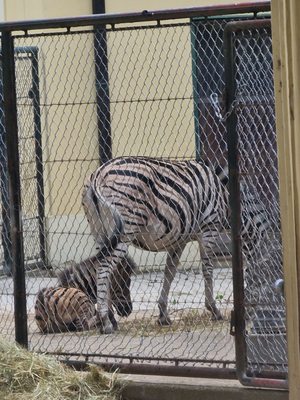 Schönbrunn Zoo by null