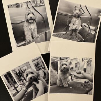 Walter's Pet Styles - Such a thoughtful touch!!! We loved the photos. - Pet Groomers Near Me - New York, New York Walter's Pet Styles - Such a thoughtful touch!!! We loved the photos. - Pet Groomers Near Me - New York, New York