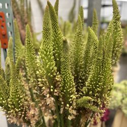 Mayesh Wholesale Florist