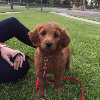 4E Kennels - Pet Breeders Near Me