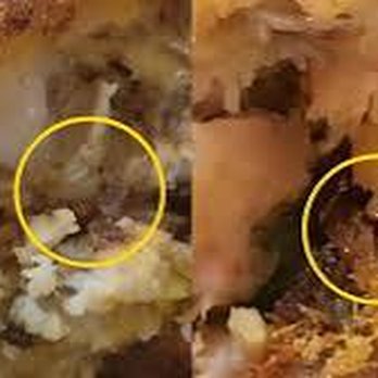 Wawa - Maggot sandwich - Gas Stations Near Me - Manassas, Virginia Wawa - Maggot sandwich - Gas Stations Near Me - Manassas, Virginia