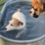 Play Dog Play