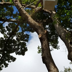 Kevin Elliott's Tree Service