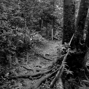 Castellow Hammock - The trails are considered moderately challenging due to the extensive root growth.  Be careful about tripping, when taking pictures! - Parks Near Me - Miami, Florida