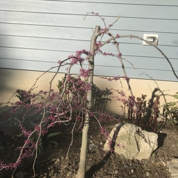 RC Landscape - Missing top two long weeping branches - Gardeners Near Me - Mamaroneck, New York