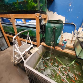 Fish Warehouse - Aqua plants & S/M/L/XL KOI - Local Fish Stores Near Me - Westminster, California