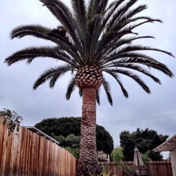 The finished Canary Island Date Palm.